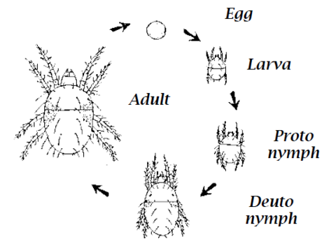 Best pesticide for spider mites
